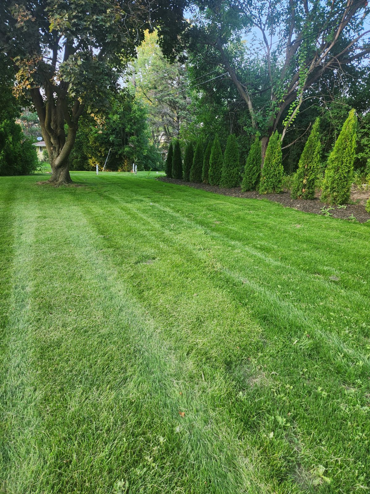 Newly graded lawn area